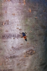 Harmonia axyridis