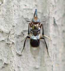 Homalotylus