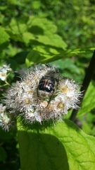 Trichiotinus assimilis