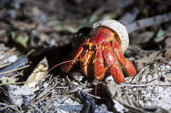 Coenobita perlatus