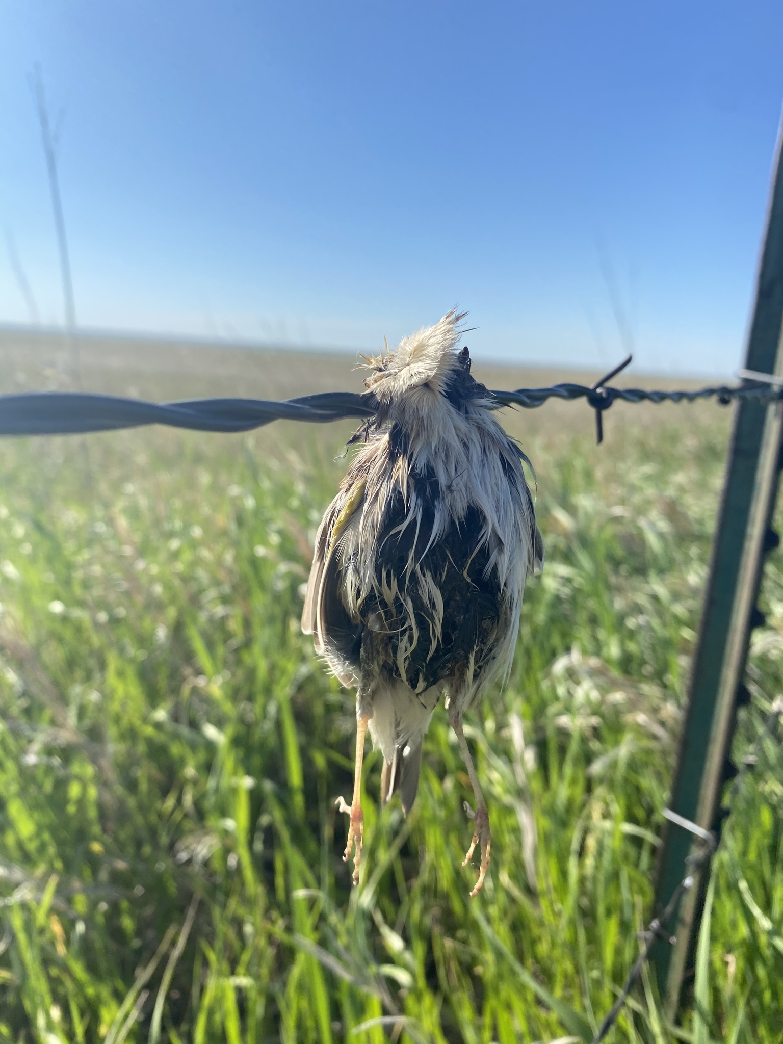 Grasshopper Sparrow (Ammodramus savannarum)