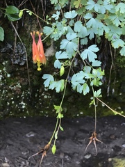 Aquilegia desertorum