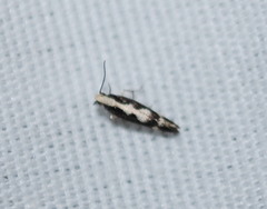 Agnippe prunifoliella
