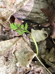 Botrychium matricariifolium