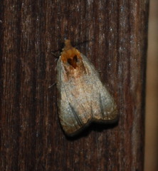 Olethreutes inornatana