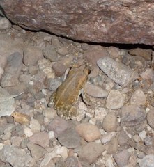 Incilius mazatlanensis