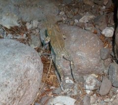 Incilius mazatlanensis