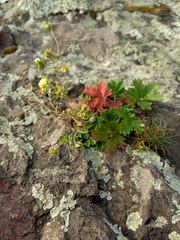 Potentilla approximata