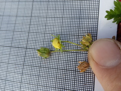 Potentilla approximata