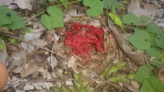 Clathrus crispus