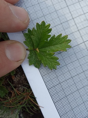 Potentilla approximata