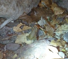 Incilius mazatlanensis