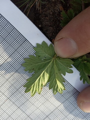 Potentilla approximata