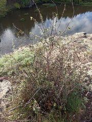 Spiraea hypericifolia