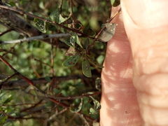 Spiraea hypericifolia