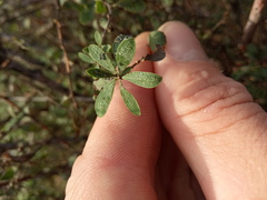 Spiraea hypericifolia