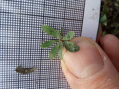 Spiraea hypericifolia