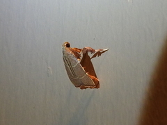 Parachma ochracealis