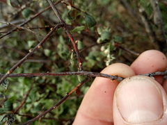Spiraea hypericifolia