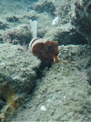 Hippocampus ingens