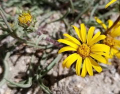 Pyrrocoma apargioides