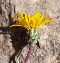 Pyrrocoma apargioides