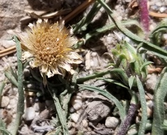 Pyrrocoma apargioides