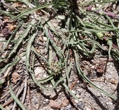 Pyrrocoma apargioides