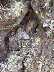 Sabulodes packardata