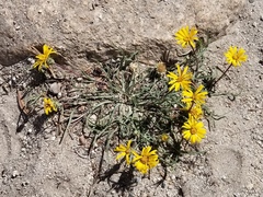 Pyrrocoma apargioides