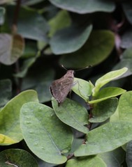 Lerodea eufala eufala