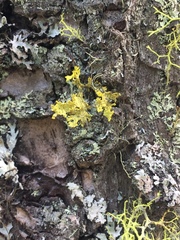 Vulpicida canadensis