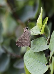 Lerodea eufala eufala