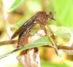 Diogmites platypterus