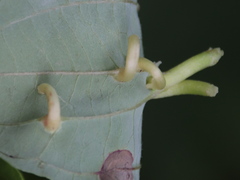 Craneiobia tuba
