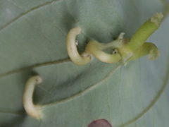 Craneiobia tuba