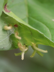Craneiobia tuba