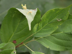 Craneiobia tuba