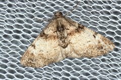 Syneora adelphodes