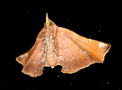 Esthlodora versicolor