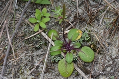 Cardamine chenopodiifolia