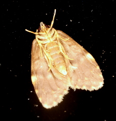 Scaphidriotis xylogramma