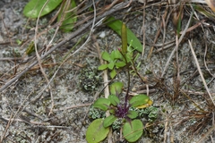 Cardamine chenopodiifolia