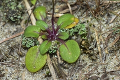 Cardamine chenopodiifolia