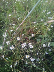 Symphyotrichum depauperatum