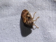 Pachycorinae