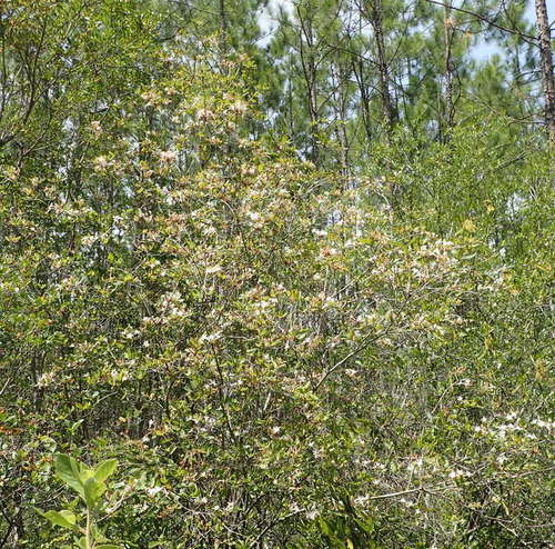 Rhododendron viscosum image