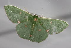 Prasinocyma iosticta