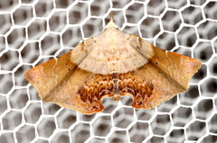 Esthlodora versicolor