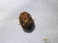 Pachycorinae